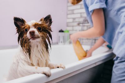 Pet Grooming and Pet Sitting Insurance in Kingwood, TX by Eral Sutton Insurance Agency   281-359-1221