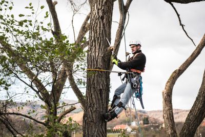 Tree Trimming Insurance in Kingwood, TX by Eral Sutton Insurance Agency   281-359-1221